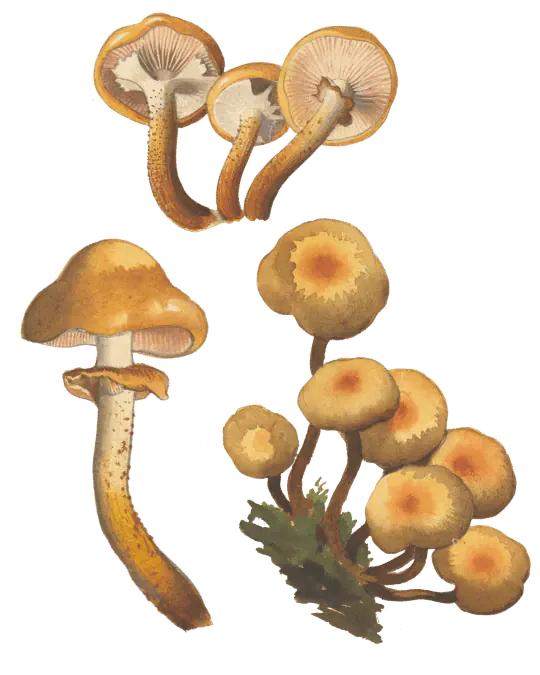 Illustrasjon av stubbeskjellsopp med gulbrun hatt, kanelbrune skiver, ring og småskjellet stilk.