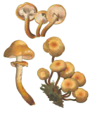 Illustrasjon av stubbeskjellsopp med gulbrun hatt, kanelbrune skiver, ring og småskjellet stilk.
