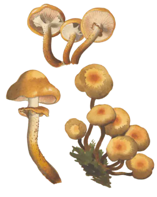 Illustrasjon av stubbeskjellsopp med gulbrune hatter i klynge, samt nærmere visninger av lyse skiver, ring og skjellet stilk.