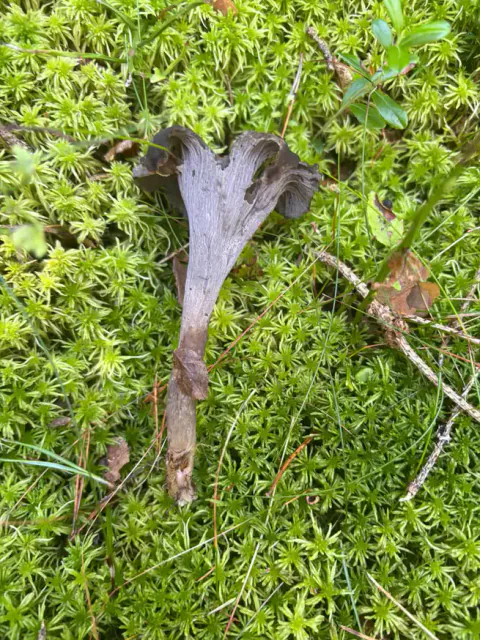 En svart trompetsopp lagt på mose med nesten glatt, grå underside og smal basis.