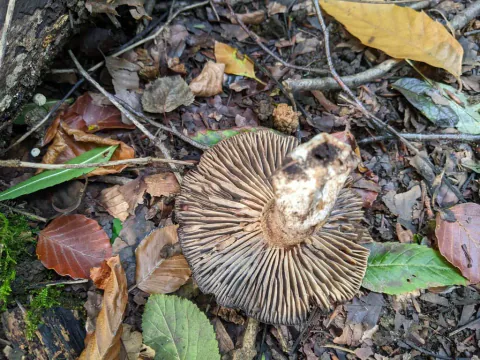 Svartkremle ligger med undersiden opp blant løv og kvister, med gråbrune skiver og mørke flekker på den korte stilken.