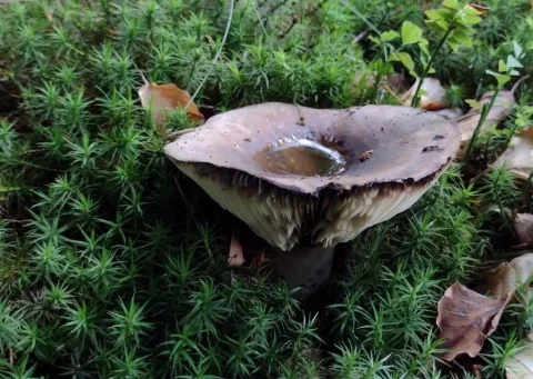 Svartkremle i tett, grønn mose, med vann i den nedsenkede, gråbrune hatten og mørke skiver synlige under kanten.