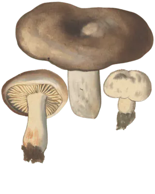 Illustrasjon av svartkremle med bred, brun hatt med nedsenket midte, kraftig lys stilk og en underside med tykke skiver.