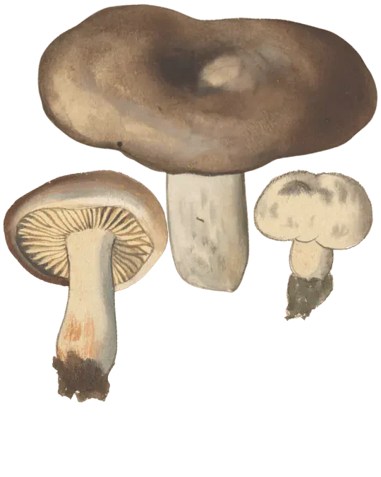 Illustrasjon av svartkremle med bred, brun hatt med nedsenket midte, kraftig lys stilk og en underside med tykke skiver.