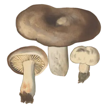 Illustrasjon av svartkremle med bred, brun hatt med nedsenket midte, kraftig lys stilk og en underside med tykke skiver.