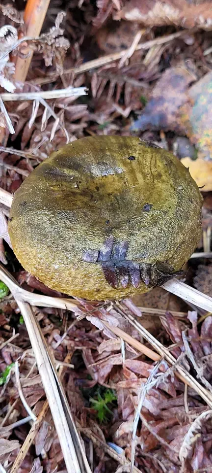 Svartriske sett ovenfra blant løv og tørre plantedeler, med olivenbrun hatt og en mørkere fordypning i midten.