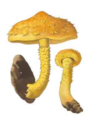 Illustrasjon av svovelskjellsopp med oransjegul hatt, spisse skjell og gul skjellete stilk.