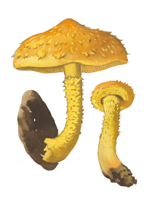 Illustrasjon av svovelskjellsopp med oransjegul hatt, spisse skjell og gul skjellete stilk.