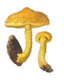 Illustrasjon av svovelskjellsopp med oransjegul hatt, spisse skjell og gul skjellete stilk.