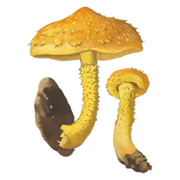 Illustrasjon av svovelskjellsopp med oransjegul hatt, spisse skjell og gul skjellete stilk.