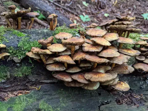 En stor tue svovelsopp med overlappende brunlige hatter og mørke hattkanter på en mosegrodd stokk i skogen.