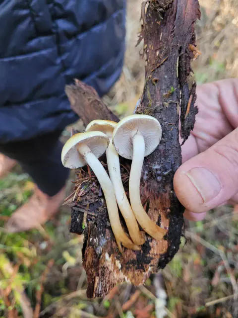 En liten gruppe svovelsopp på en barkbit holdes frem, med lyse skiver og lange, bøyde stilker som blir gulbrune nederst.