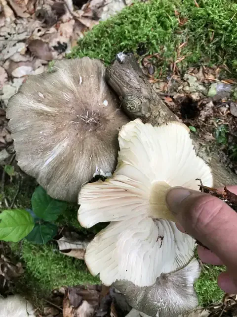 En tægersopp holdes med hvite skiver mot kameraet ved siden av en stor, gråbrun hatt på mose- og løvdekt mark.
