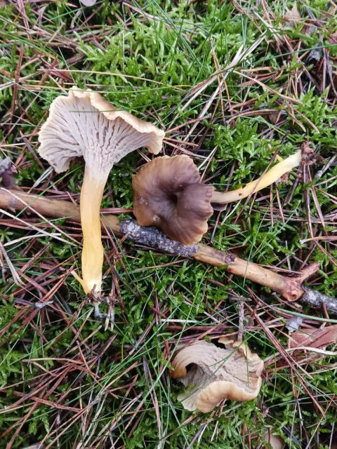 Flere traktkantareller lagt i mose og barnåler, med både brun hatt, ribber og gul stilk synlig.