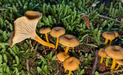 En klynge traktkantareller i mose med brune hatter, gule stilker og én synlig underside.