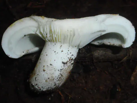 Turkistraktkremle sett fra siden mot mørk skogbunn, med kraftig innrullet, hvit hattkant og jord på den tykke stilken.