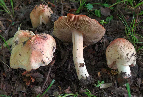 Vårtrevlesopper på jord mellom gresstrå, med bleke hatter med rosa felt. Ett eksemplar viser brune skiver og lang lys stilk.