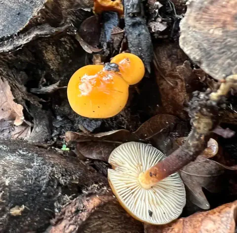Vintersopper på mørkt, råttent treverk, med blanke oransje hatter og ett eksemplar som viser lyse skiver og brun stilk.