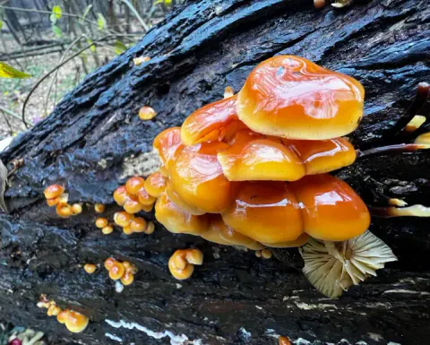 Vintersopper i tette klynger på en mørk, liggende stamme, med blanke oransje hatter og lyse skiver synlige nederst.