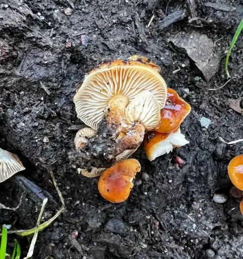 Vintersopper på mørk jord, med oransje hatter og et veltet eksemplar som viser lyse skiver og en kort, jorddekket stilk.