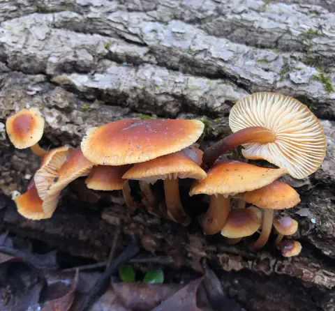 Vintersopper langs en grov trestamme, med oransjebrune hatter og brune stilker; en vendt hatt viser lyse skiver.
