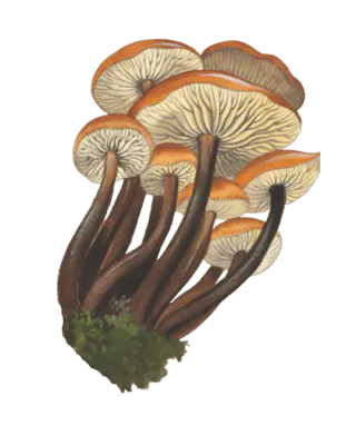 Vintersopper med glatte oransje hatter, lyse skiver og lange mørkebrune stilker uten ring.