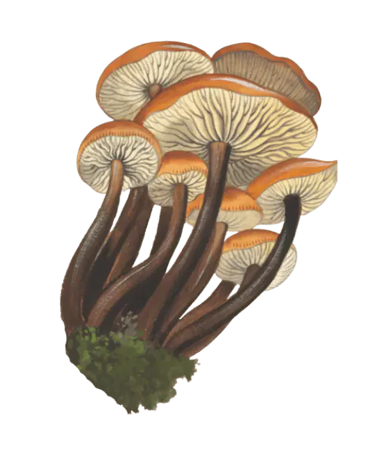 Illustrasjon av vintersopper i tett tue, med oransje hatter, lyse skiver og lange mørkebrune stilker samlet nederst.